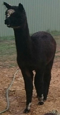 Black alpaca with white markings on head and front feet